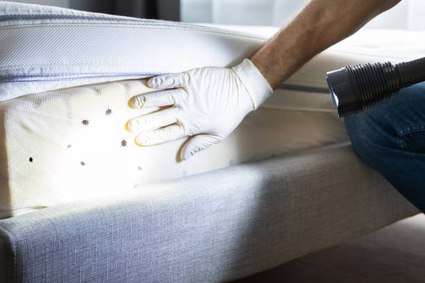 Reliable Cherokee, IA Pest Control Solutions