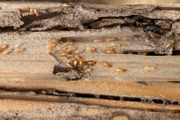 Best Pest Prevention Services  in Cherokee, IA